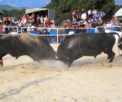Milasta Boğa Güreşi Festivali