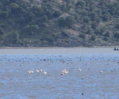 Bafa Gölü yıllar sonra kuş cenneti oldu