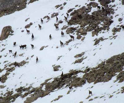Tunceli’de ’Şamua’lar sürü halinde görüntülendi