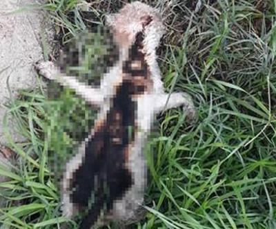 Yavru kedi yakılarak öldürülmüş halde bulundu