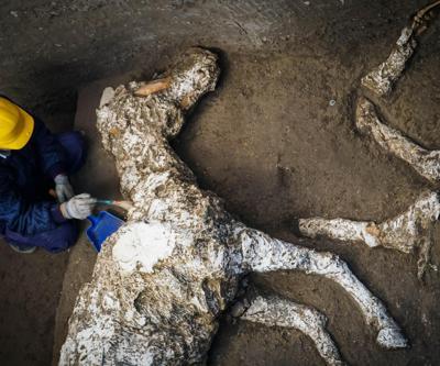 Pompeiide taşlaşmış at bulundu