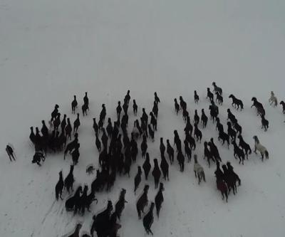 Kar üstünde dörtnala özgürlük: Yılkı atları