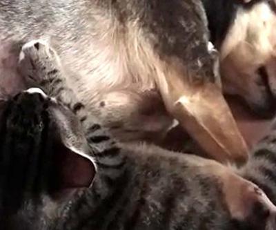 Sosis köpek, annesiz yavru kedileri emziriyor