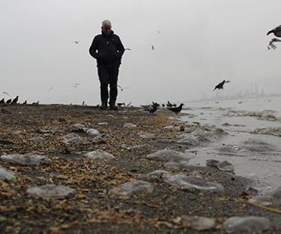 İzmit Körfezinde sahili yüzlerce denizanası kapladı