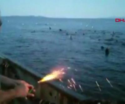 Kanadalı balıkçılar deniz aslanlarına ses fişeği attı