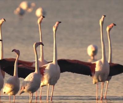 İzmirde flamingolar kur dansı yaptı, doğaseverler o anlara tanıklık etti