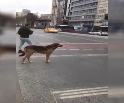 Sosyal medya trafikte yeşil ışığı bekleyen köpeği konuşuyor