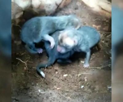 Çobanlar yeni doğmuş kurt yavrularını yuvalarında görüntüledi