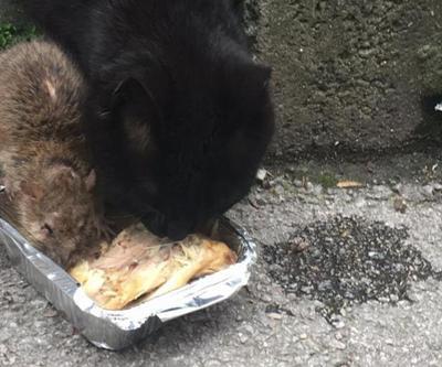 Kedi ve fare aynı kaptan yemek yedi
