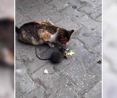 Denizlide eşine ender rastlanan kedi-fare dostluğu