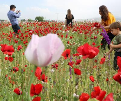 Haşhaş ve gelincik çiçekleri şöleni