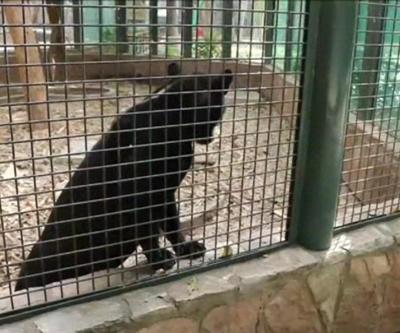 Bebek jaguar nesli tükenen türüne umut oldu