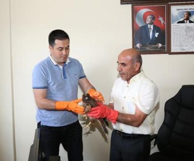 Yaralı kızıl şahin tedaviye alındı