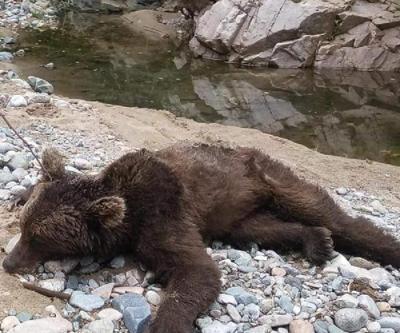 Boz ayı görüntülendiği yerde öldürülmüş olarak bulundu
