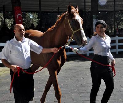 Safkan Arap tayları açık artırmayla satıldı