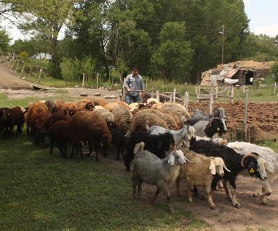 Tırpanla ot biçip taş kaldırarak halter şampiyonalarına hazırlanıyor