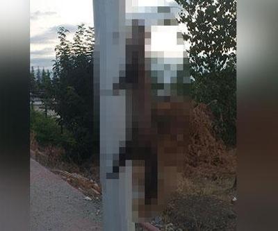 Tek kelimeyle vahşet Boynundan ve ayaklarından bağlayıp direğe astılar
