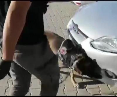 Narkotik köpeği 55 kilo uyuşturucu yakaladı