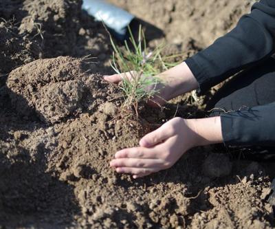 Çorum, fidan dikme etkinliğinde dünya rekoru kırdı