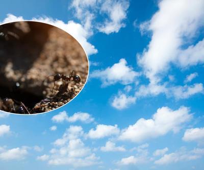 Düzce depreminden 1 gün önce fark etti... Karıncalar ve bulutların depremle ilişkisi