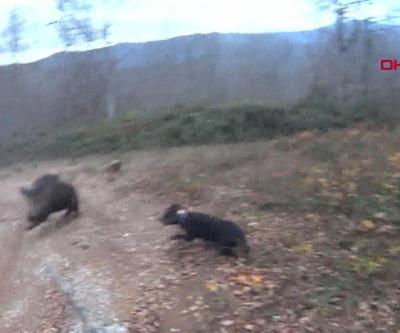 Domuz saldırısı kamerada Tabanca olmasaydı beni biçecekti