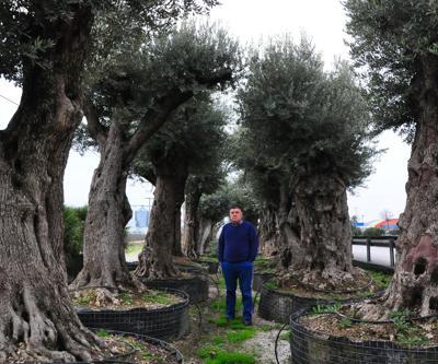 500 yıllık zeytin ağacının fiyatı 25 bin lira