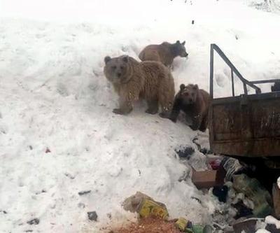 Ayı ev yavruları çöplükte yiyecek ararken görüntülendi