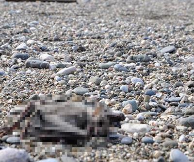 Gazipaşada sahilde 2 yarasa ölüsü bulundu