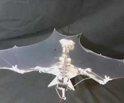 Yarasaya benzeyen drone geliştirildi