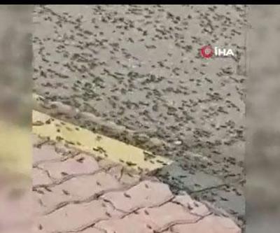 Karınca istilası kıyamet alameti mi Umman karınca istilası ile mücadele ediyor