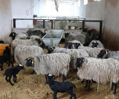 Hakkaride ayı, ahırdaki 20 koyunu telef etti
