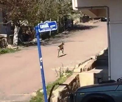 Ankarada ilçe merkezine inen karaca görüntülendi