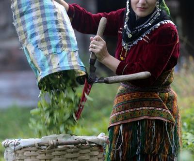 Doğu Karadeniz’de yaş çay hasadı başladı