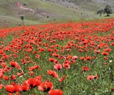 Gelincikler ovayı kırmızıya boyadı