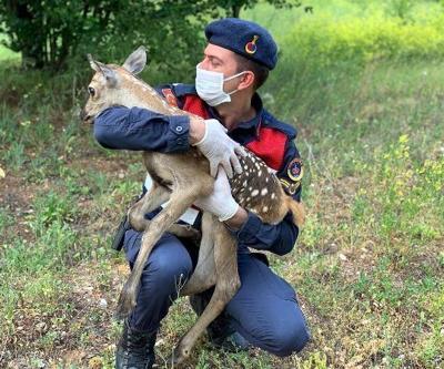 Jandarma, bitkin bulunan geyiğin üzerine mont örtüp, biberonla besledi