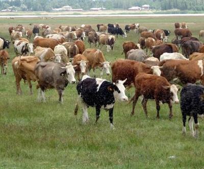 6 bin lira ücret karşılığında çoban bulamadılar