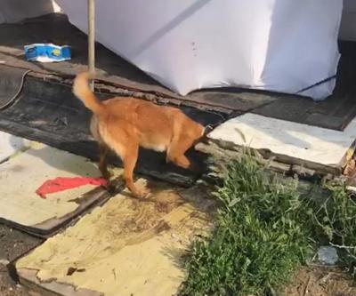 Narkotik köpeği Kiraz, su saati kutusu içinde uyuşturucu buldu