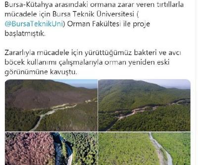 Son dakika... Tırtıl istilasına uğrayan ormanlar eski görünümüne kavuştu