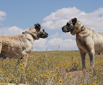 Son dakika... Kangal köpeklerine çipli takip geliyor | Video