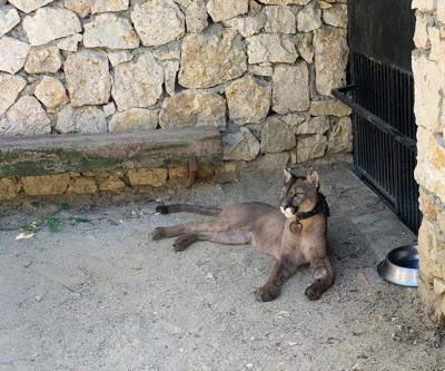 İstanbuldaki operasyonda puma, flamingo, iguana çok sayıda havyan ele geçirildi