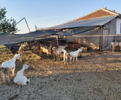 Son dakika.. Sahte EFT ile dolandırıcılara kaptırdığı 44 keçiyi jandarma buldu