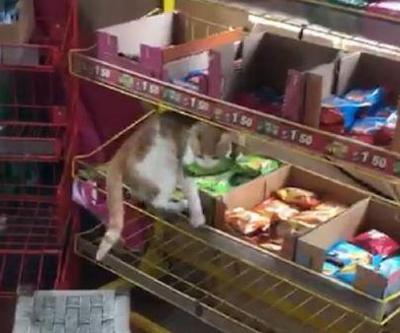 Son dakika... Bakkal, sokak kedisinin raftan kek alıp, yeme anını görüntüledi | Video