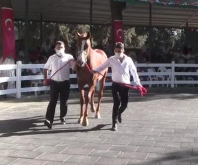 TİGEMin yetiştirdiği 56 tay ihaleyle satıldı | Video