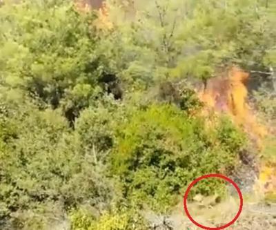 Son dakika... Orman yangınında karacanın alevlerden kaçma anı kamerada