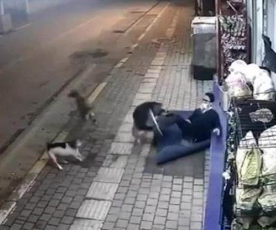 İşten evine giderken sokak köpekleri saldırdı