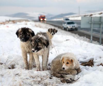 Vanda donma tehlikesi geçiren yavru köpekleri belediye ekipleri kurtardı