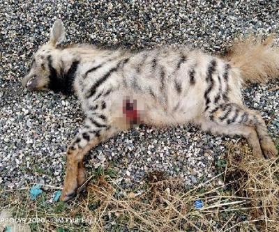 Çizgili Anadolu sırtlanı silahla vurularak öldürüldü