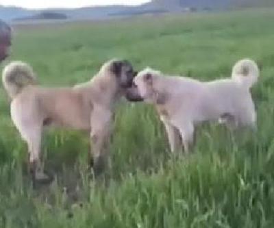 Köpek dövüştüren çiftlik sahibine 26 bin lira ceza