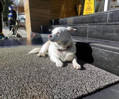 Sahibi tedavi gören köpek 5 gündür hastane kapısında bekliyor