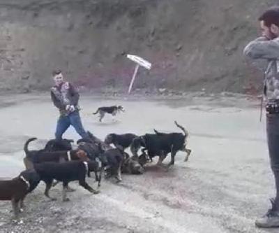 Yaraladıkları yavru domuzu köpeklere parçalattılar